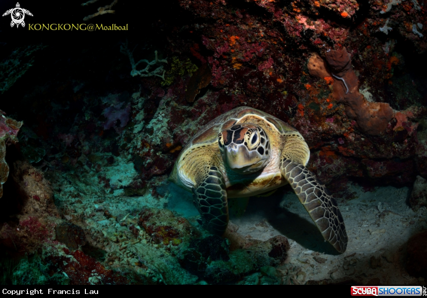 A Turtle