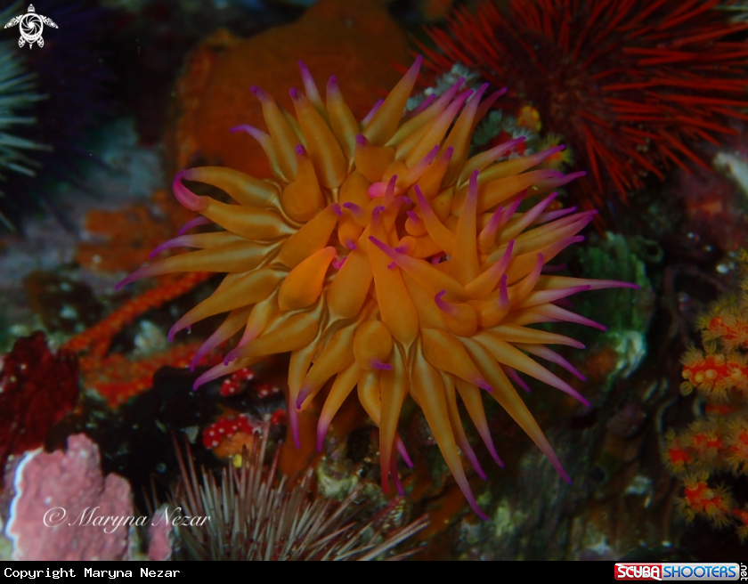 A cape town reef life