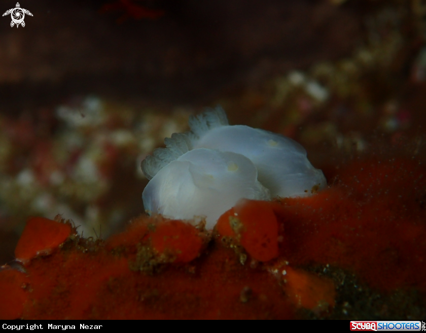 A cape town reef life