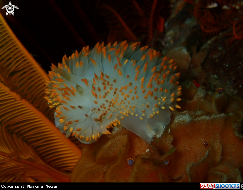 A cape town reef life