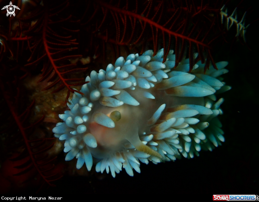 A Silvertip Nudibranch