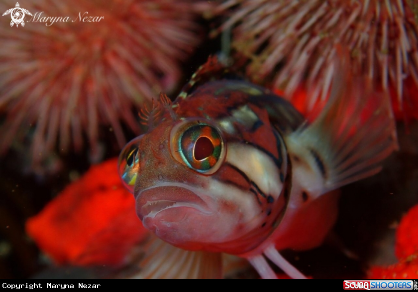 A Speckled Klipfish