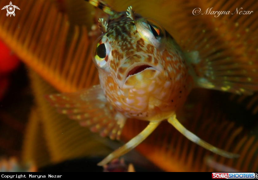 A Klipfish