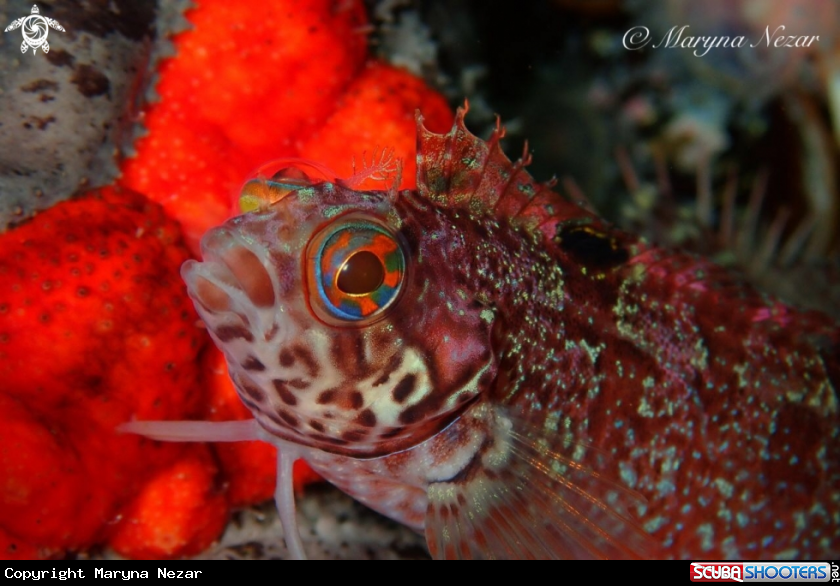 A reef life