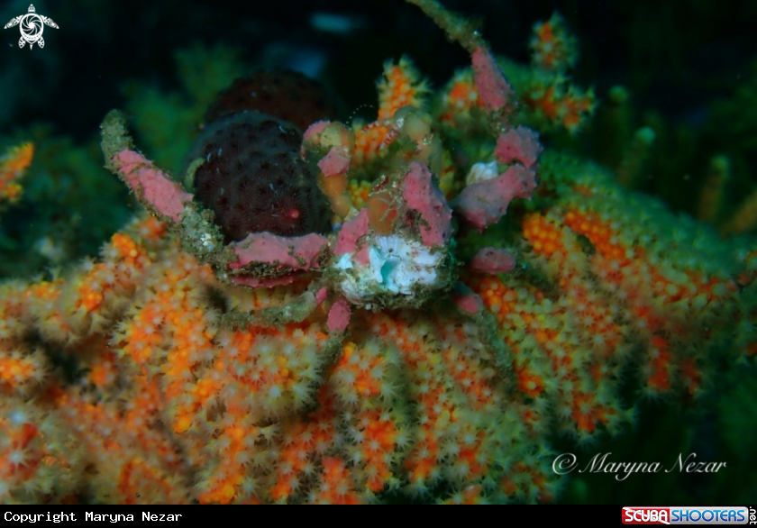 A spider crab