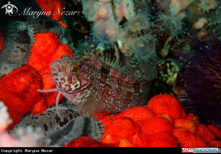 A reef life