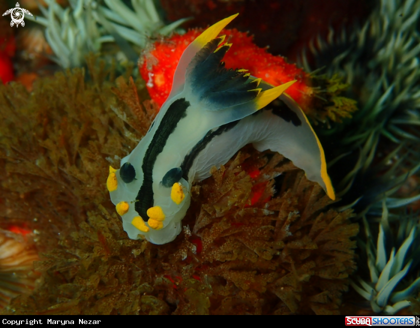 A Crowned Nudibranch