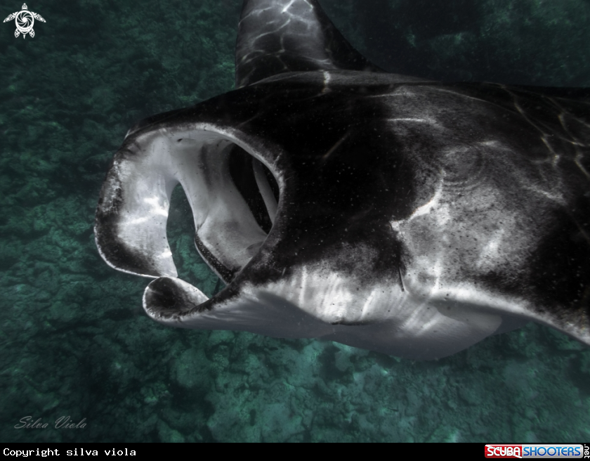 A Reef Manta Ray