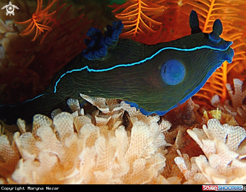 A BlackNudibranch