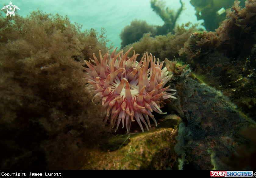 A Horseman Anemone