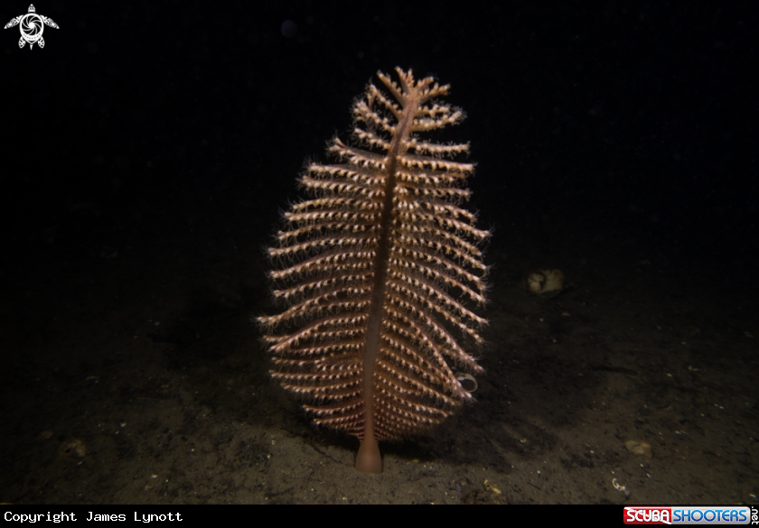 A Phosphorescent Sea Pen