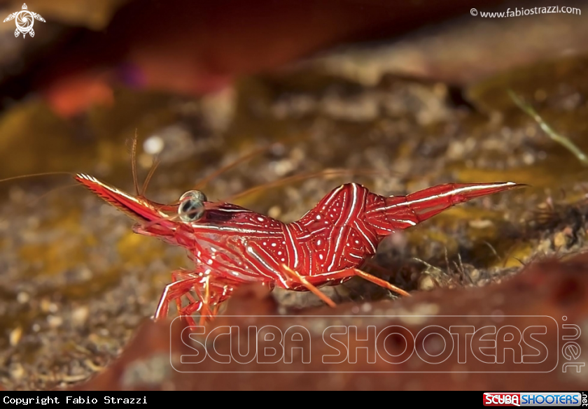 A Cleaning shrimp