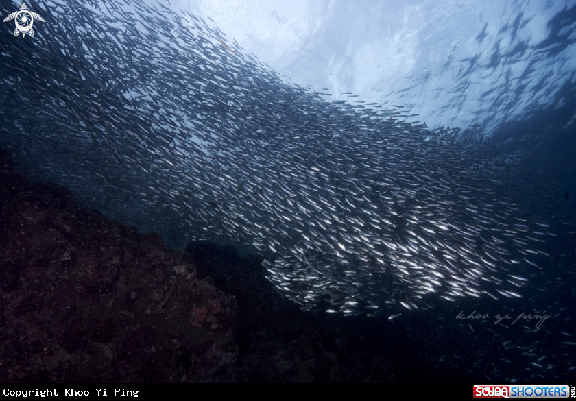 A sardines