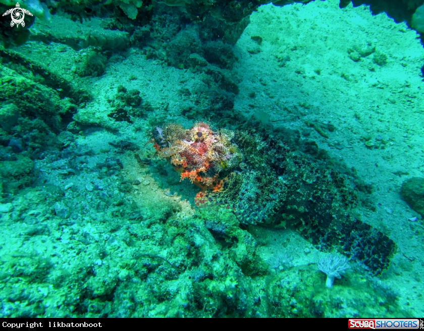 A scorpion fish