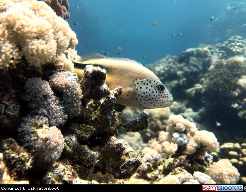 A freckled hawkfish