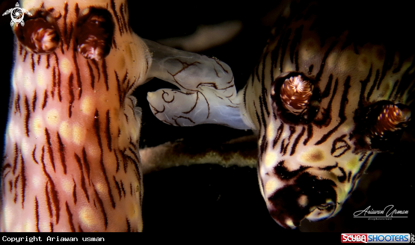 A Nudibranch