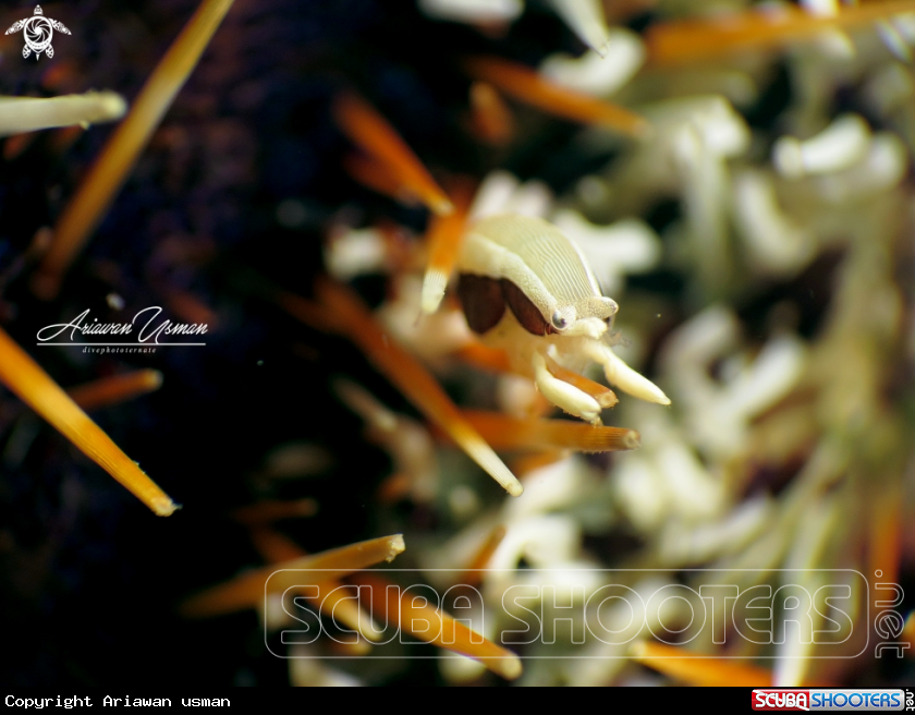 A bumblebee shrimp