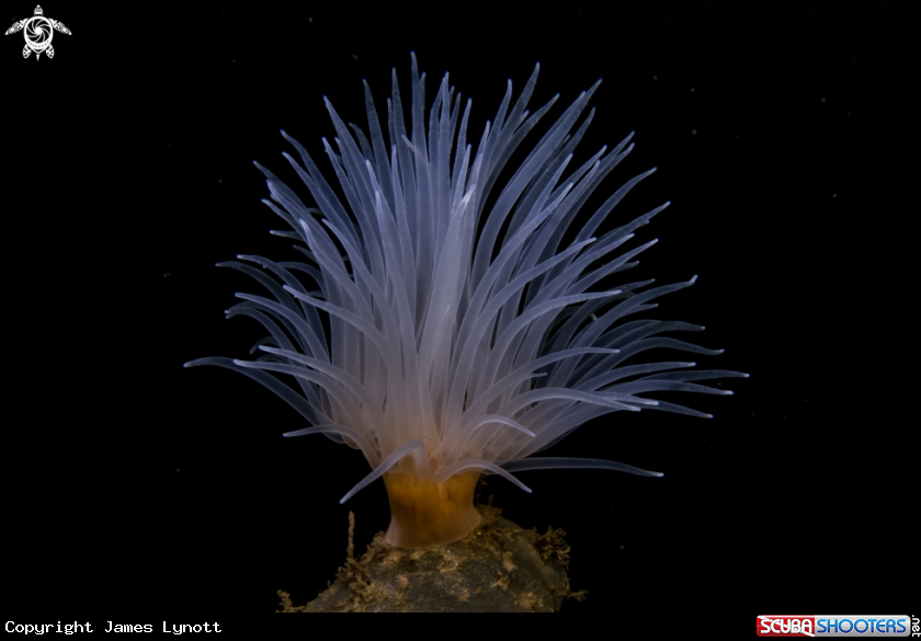 A Sea Loch Anemone