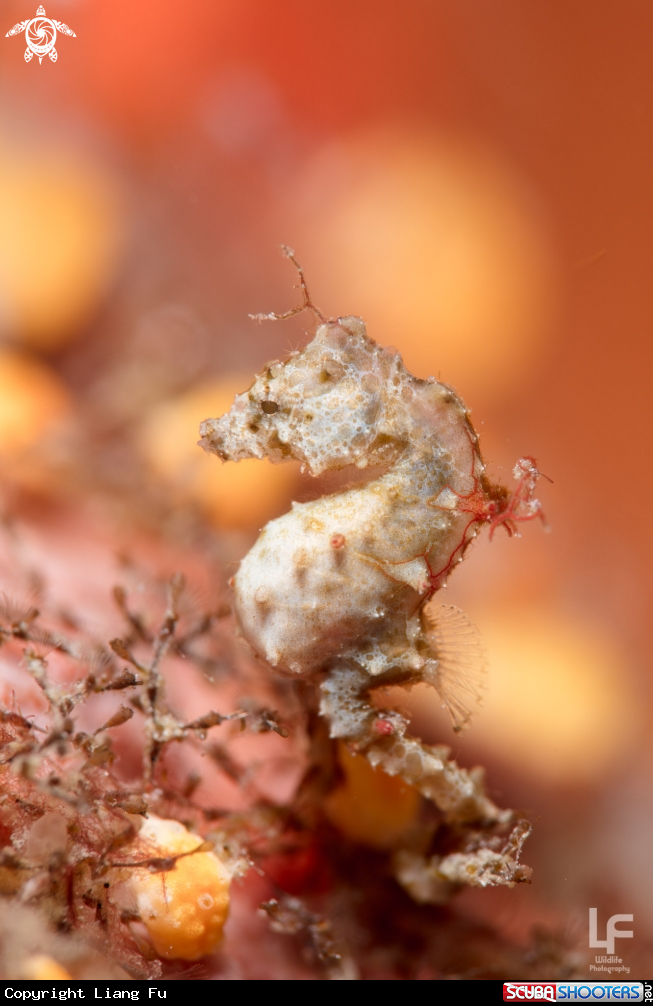 A Pontoh's pygmy seahorse