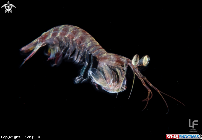 A Mantis shrimp