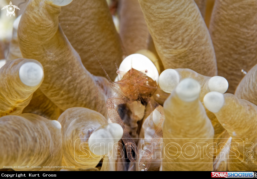 A Ponton shrimp