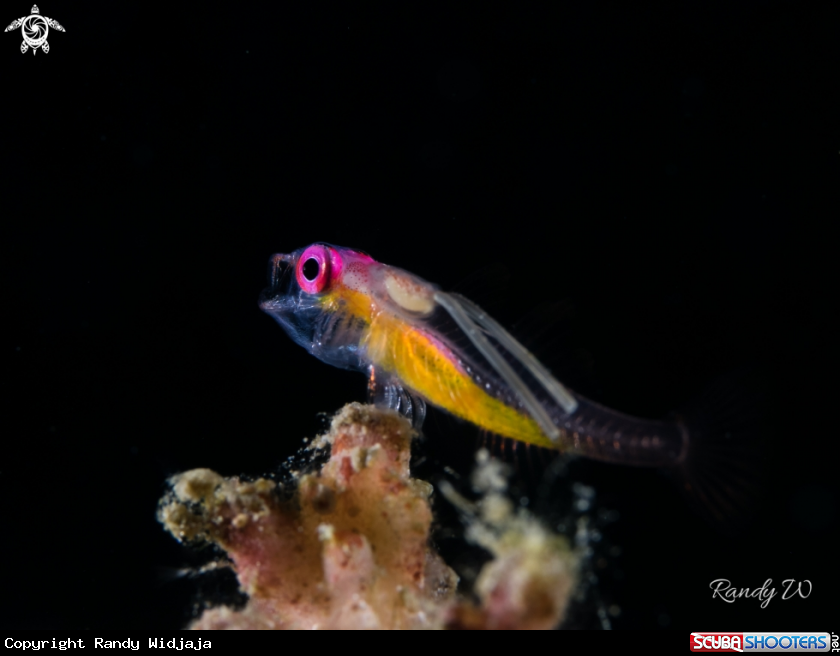 A fish