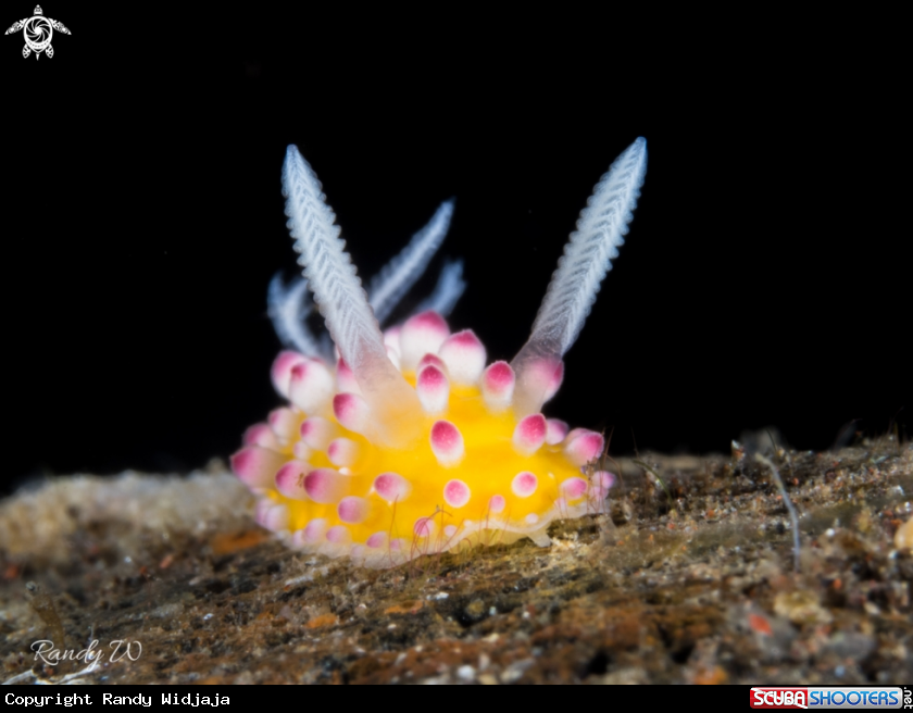 A Nudibranch