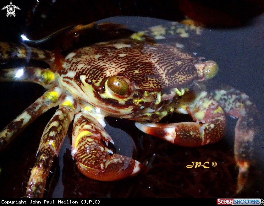 A Crabe Marbré