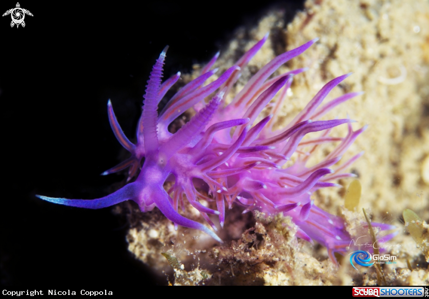 A Flabellina affinis