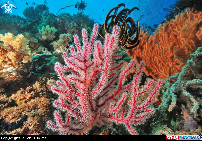 A soft corals