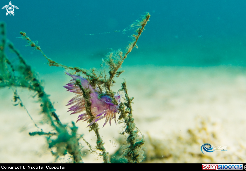 A Flabellina affinis