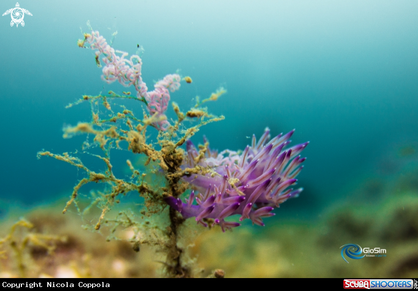 A Flabellina affinis