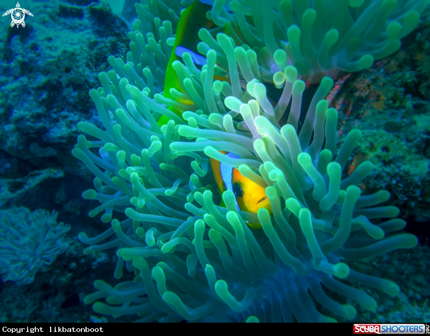 A anemone fish
