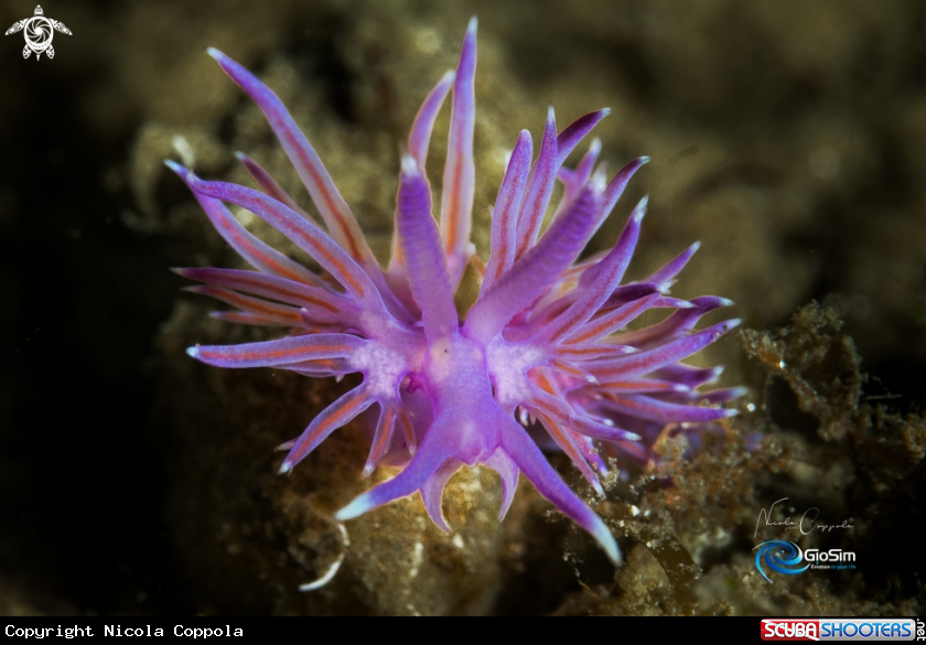 A Flabellina affinis