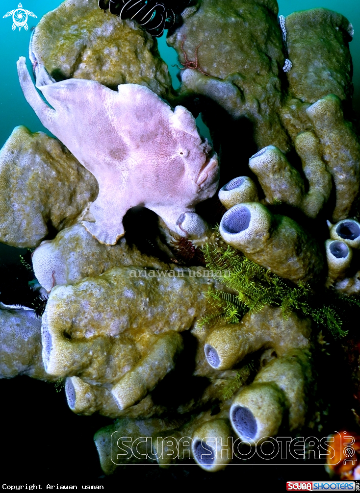 A frog fish