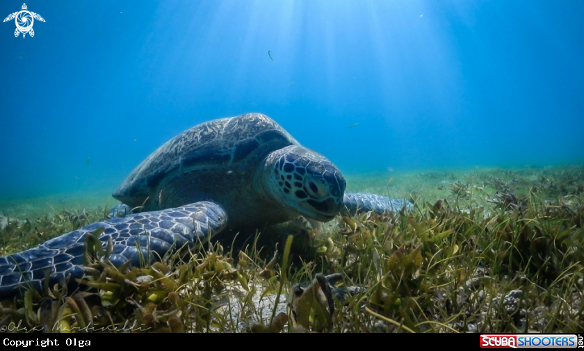 A Green turtle