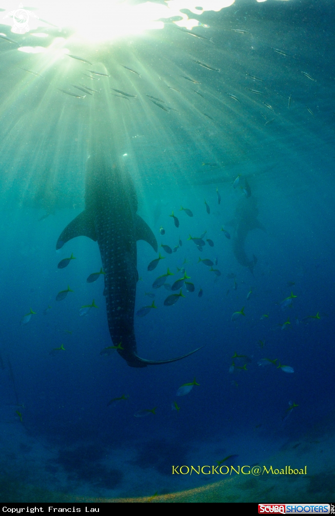 A Whale Shark