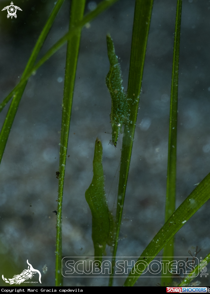 A shrimp