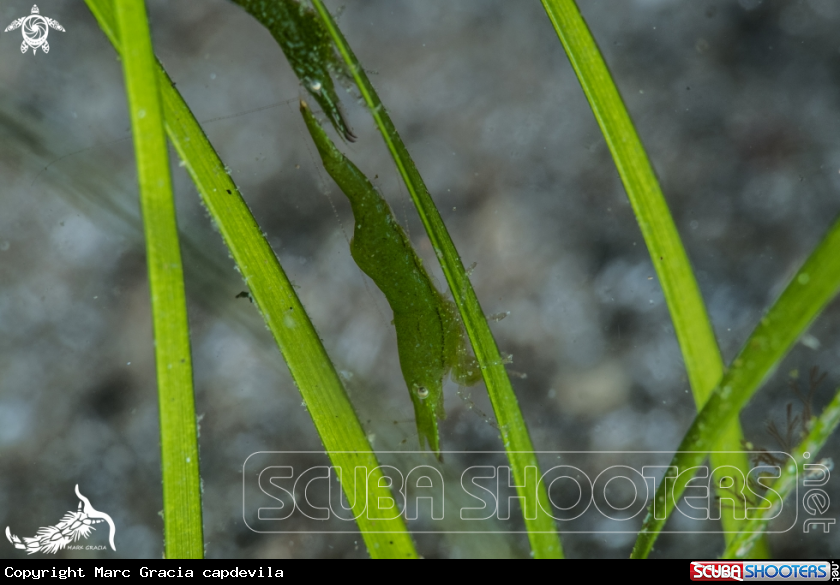 A shrimp
