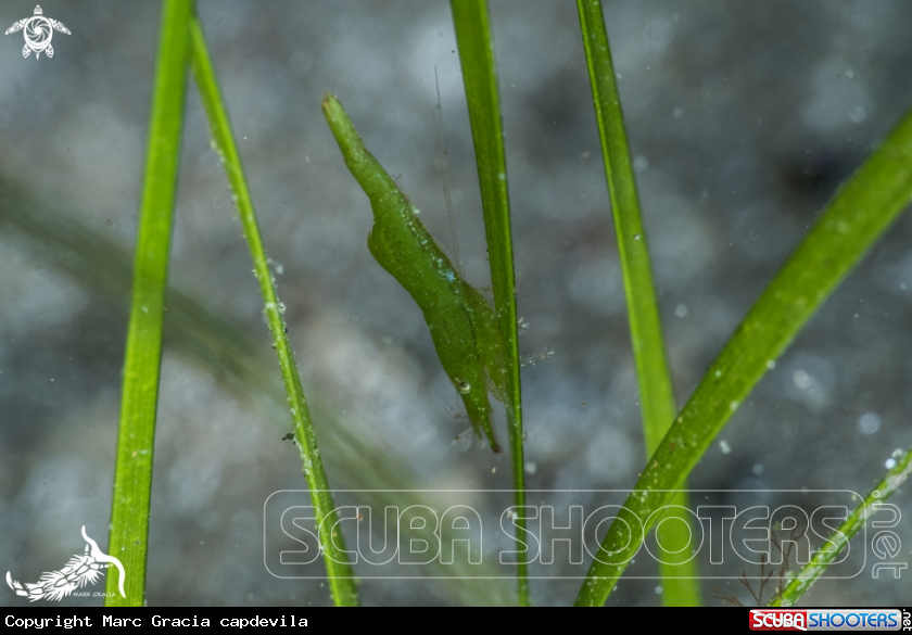 A shrimp