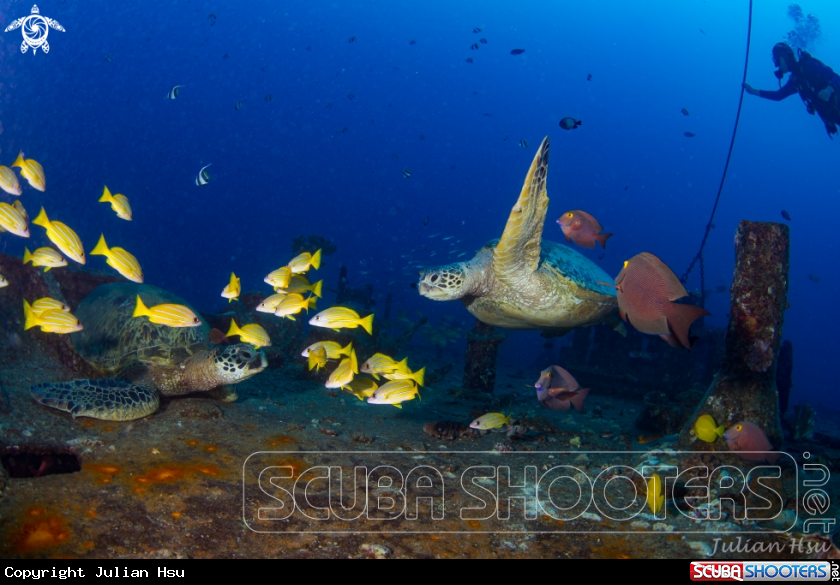 A Hawaiian green sea turtle