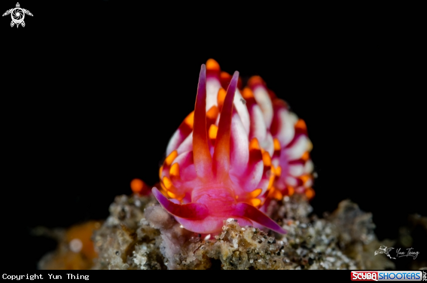 A Nudibranch