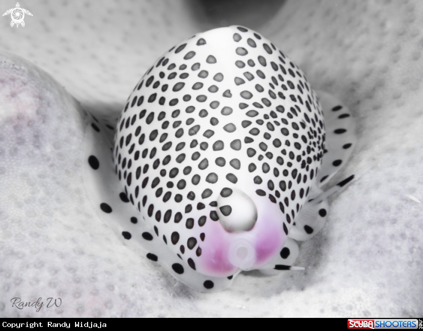 A Cowrie