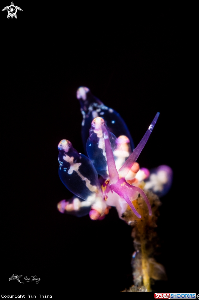 A Nudibranch