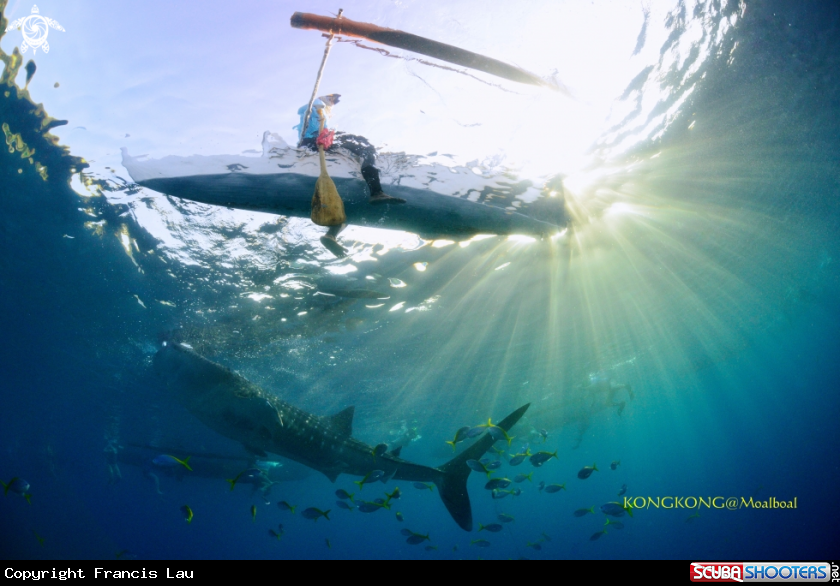 A Whale Shark
