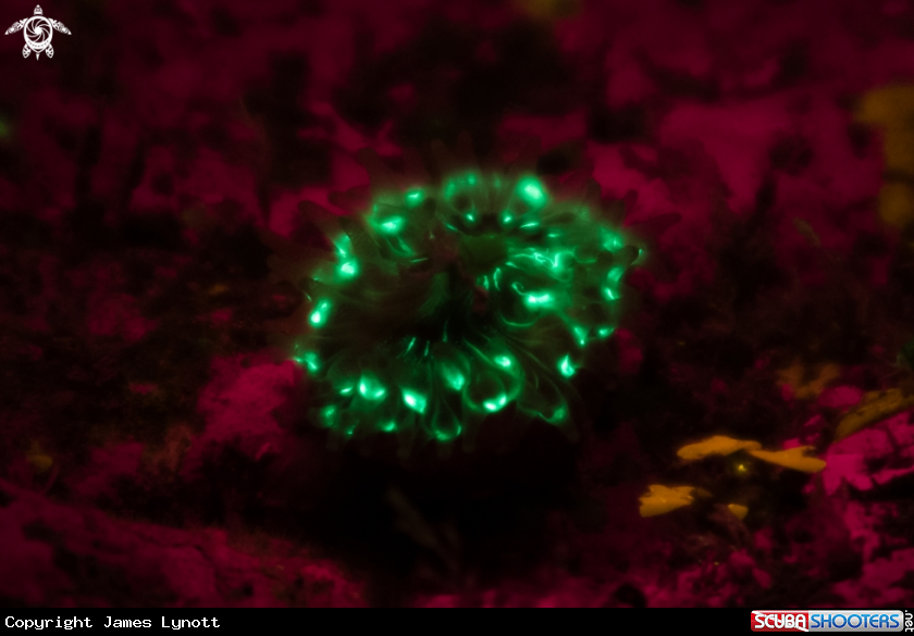A Devonshire Cup Coral