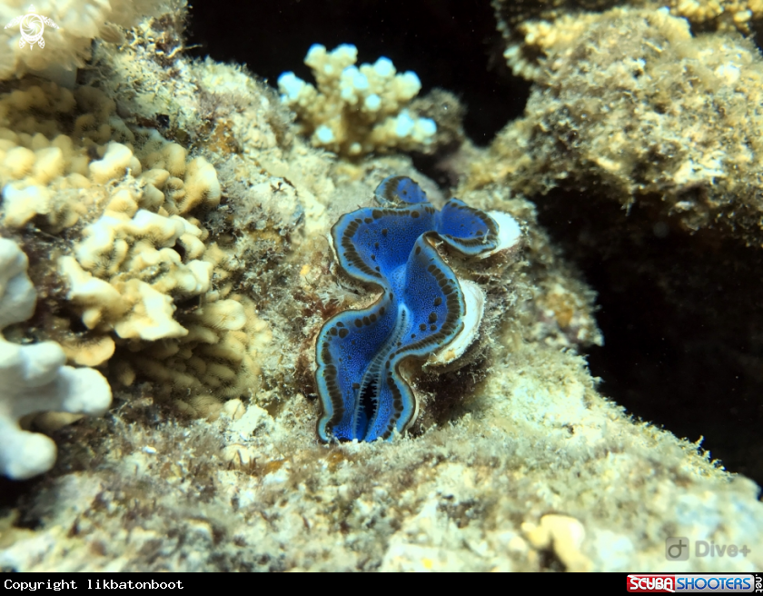 A Giant sea clams