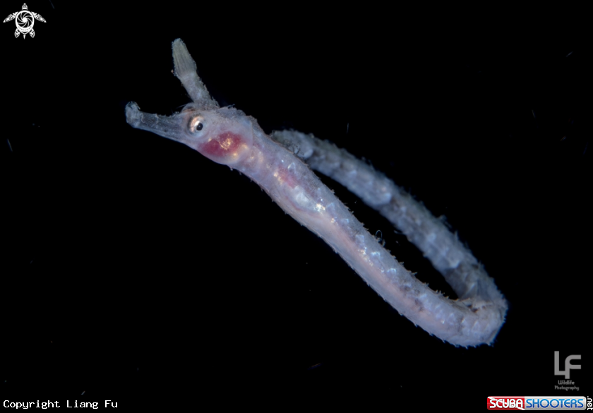 A Pipefish 