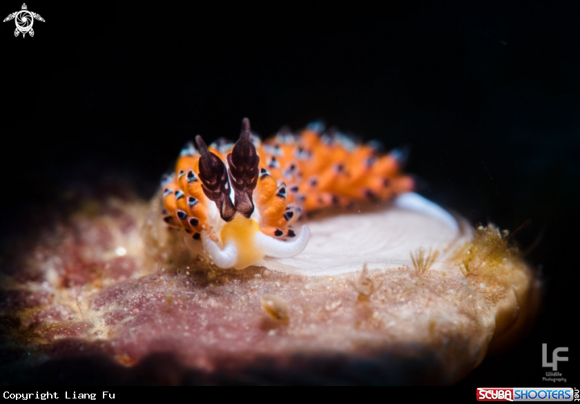 A Favorinus sp.
