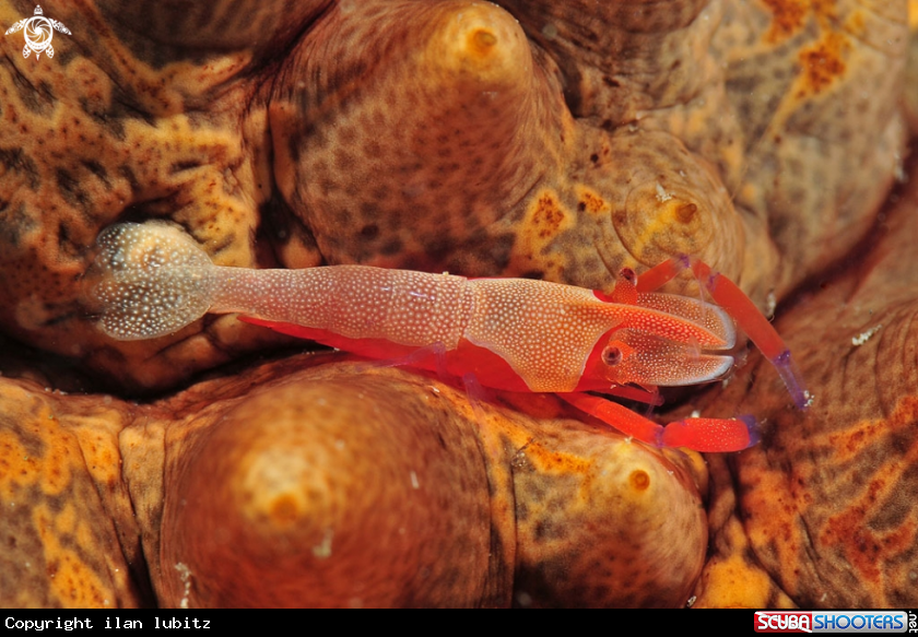 A emperor shrimp